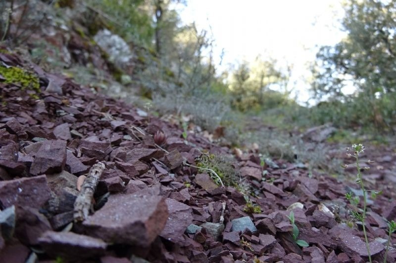 un montón de rocas rojas y algunas plantas