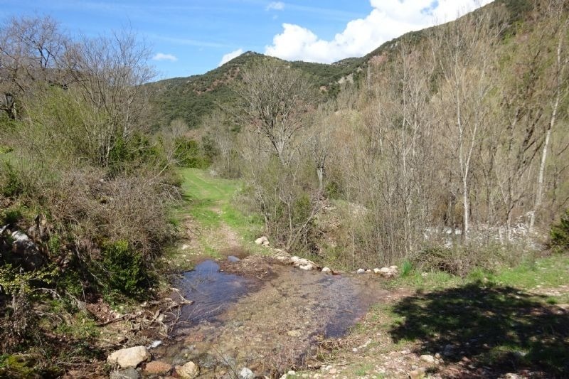 un flux d' aigua a través d' un bosc