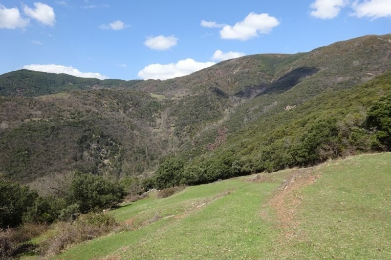 a lush green hillside with trees and grass on a sunny day