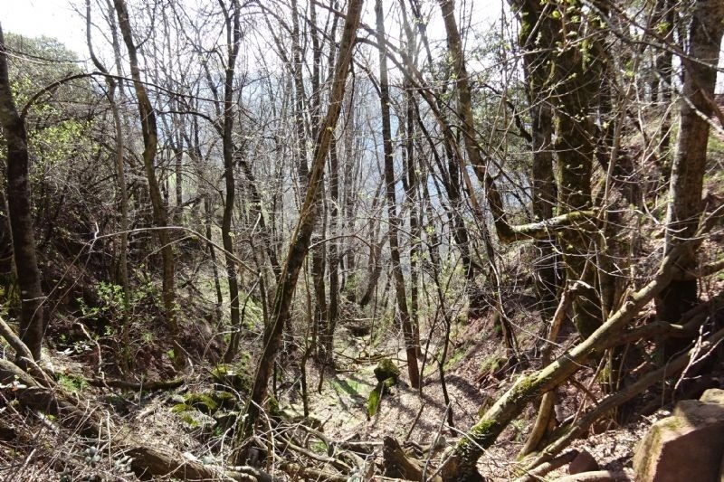 un bonic bosc amb molts arbres i arbustos