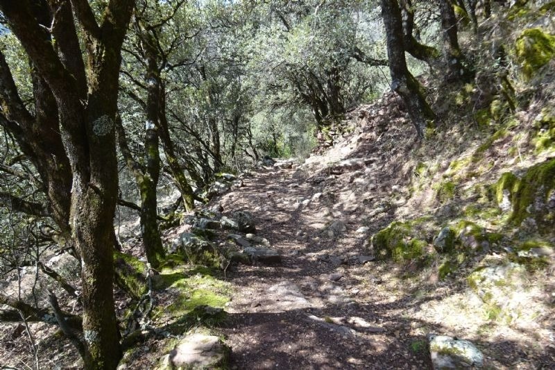 a path in the woods with trees and rocks