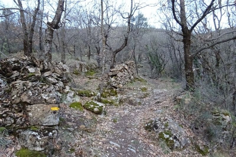 a trail in the woods with a yellow arrow pointing to the right