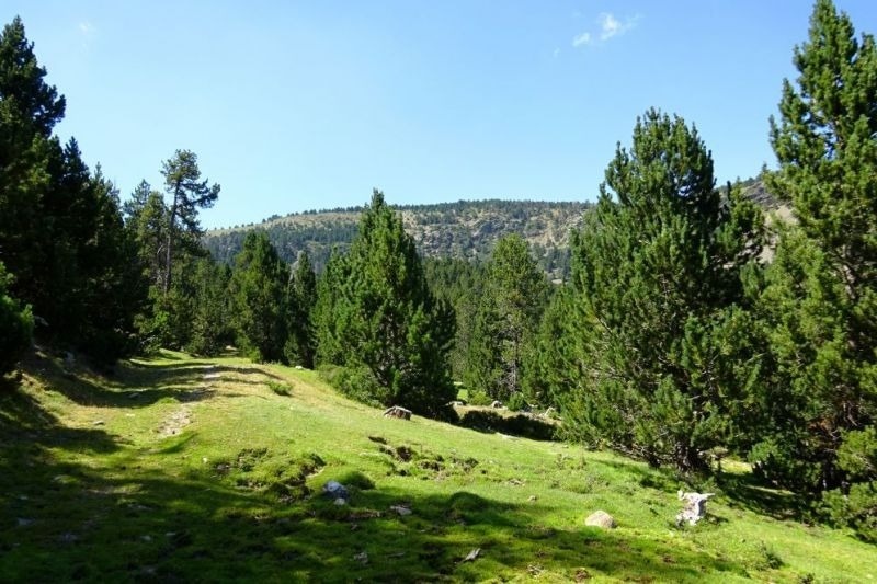 un camí a través d' un bonic envoltat d' arbres