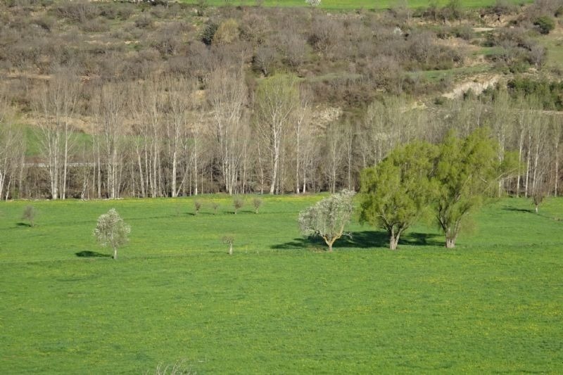un campo verde con árboles y arbustos en el fondo