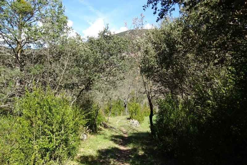 un camino a través de un bosque lleno de árboles y arbustos