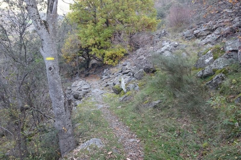 un arbre a l' esquerra d' un sender de bosc