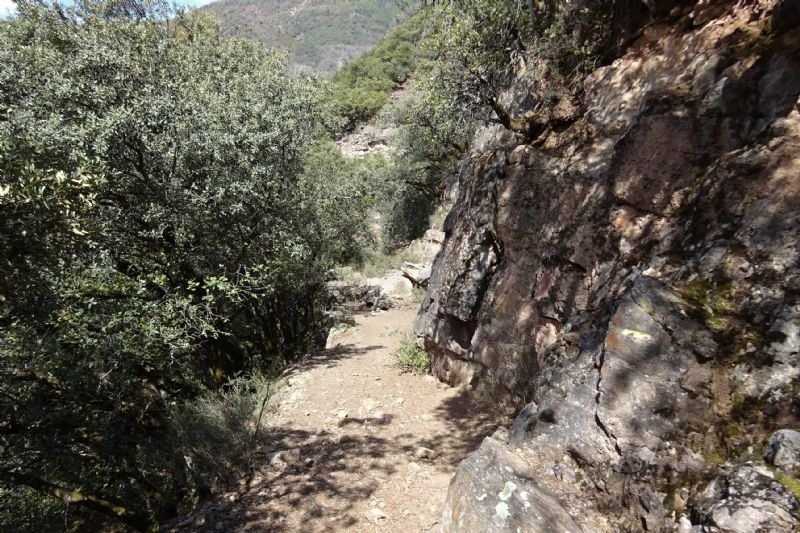 a rocky path with trees on the side of it