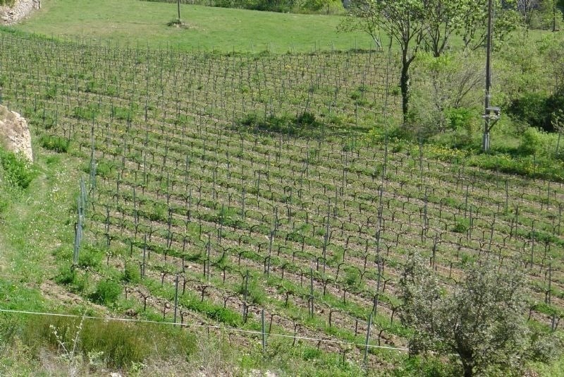 rows of vines are growing on a hillside
