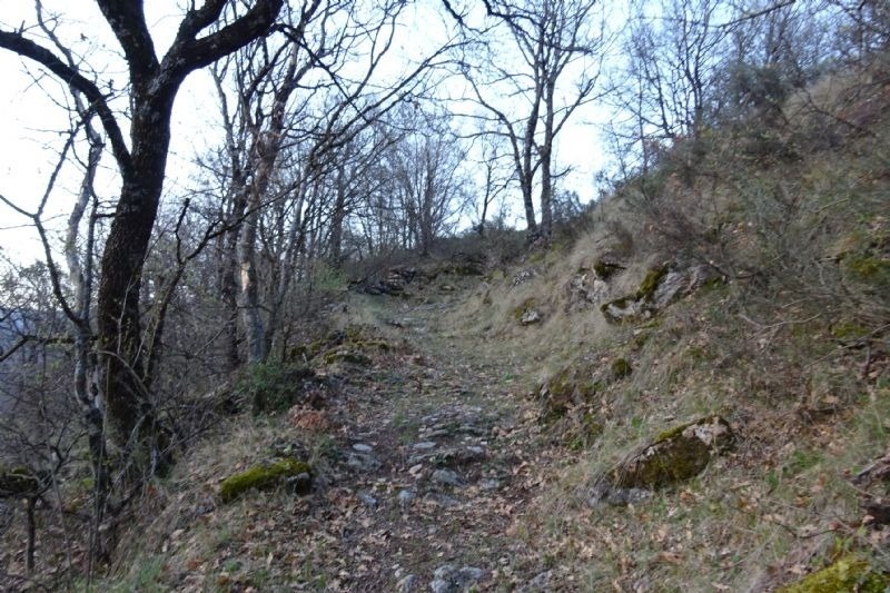 a path going up a hill with trees on both sides