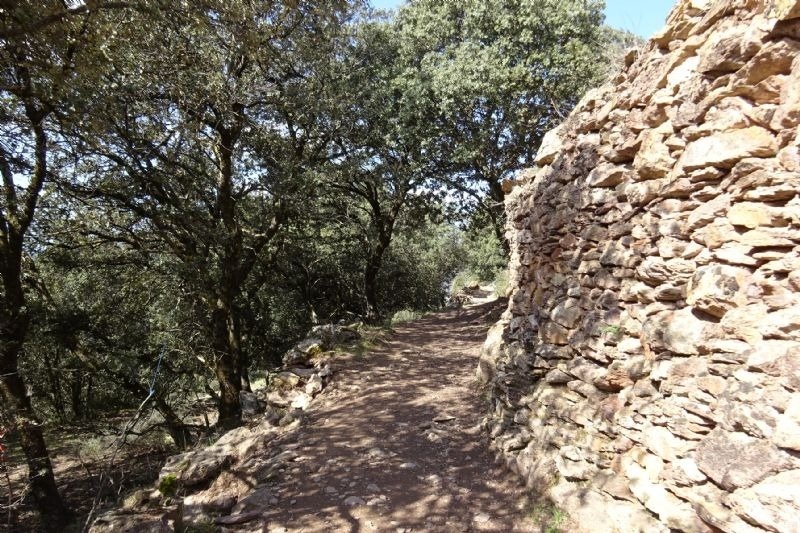 un arbre a l' ombra d' un mur de roca