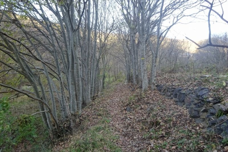 un camí a través d' un bonic envoltat d' arbres