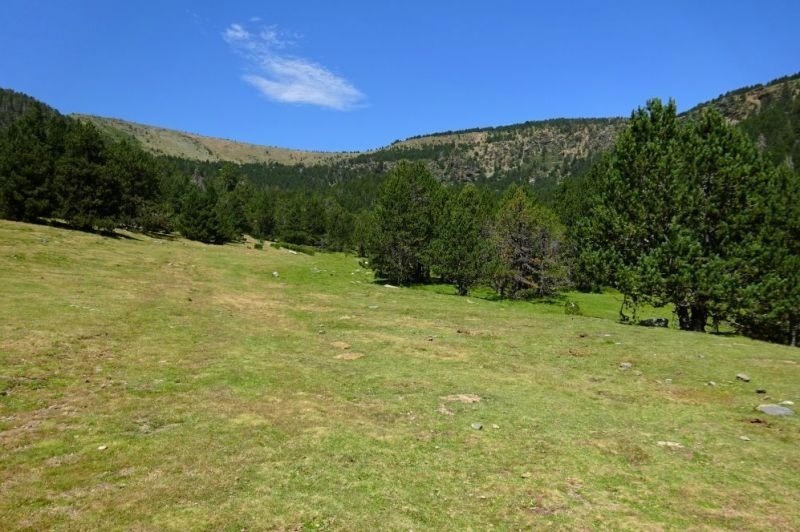 un camp d' herbe i arbres a la ladera d' una montagna