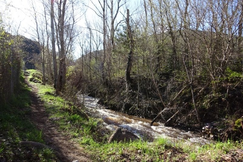 un río fluye a través de un bosque en un día soleado