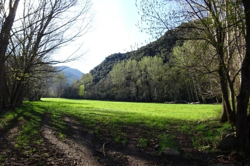 el sol brilla a través de los árboles en un campo verde