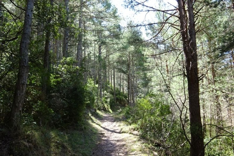 un camino de tierra a través de un bosque de pinos