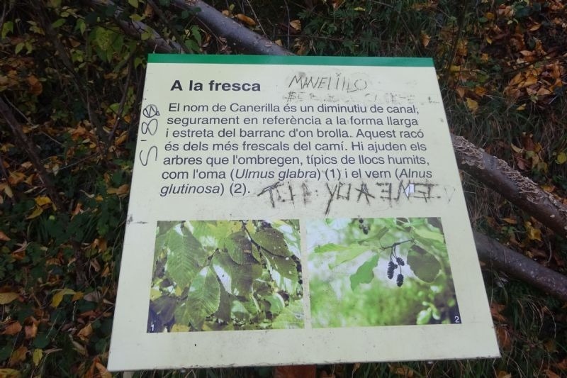 a la fresca el nom de canelilla és un diminutiu de canal segurament en referència a la forma llarga