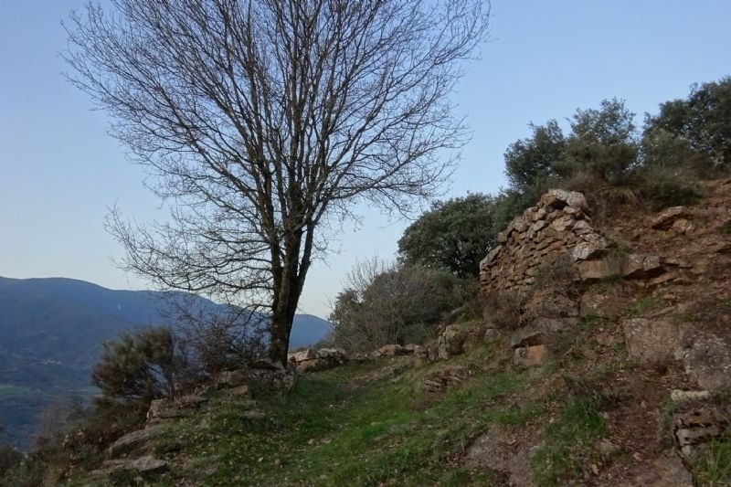 a tree in the middle of a rocky area with mountains in the background
