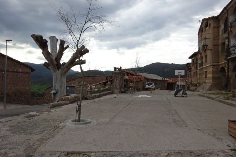 a basketball court with a tree in the middle of it