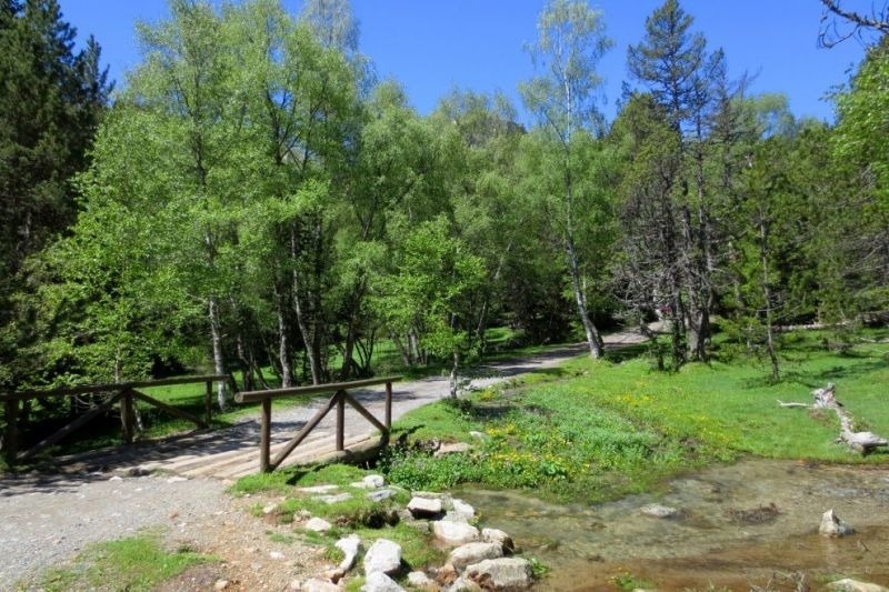 un puente de madera sobre un río en medio de un bosque