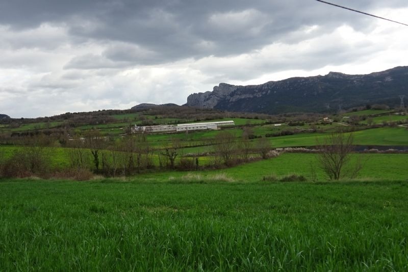 a lush green field with mountains in the background