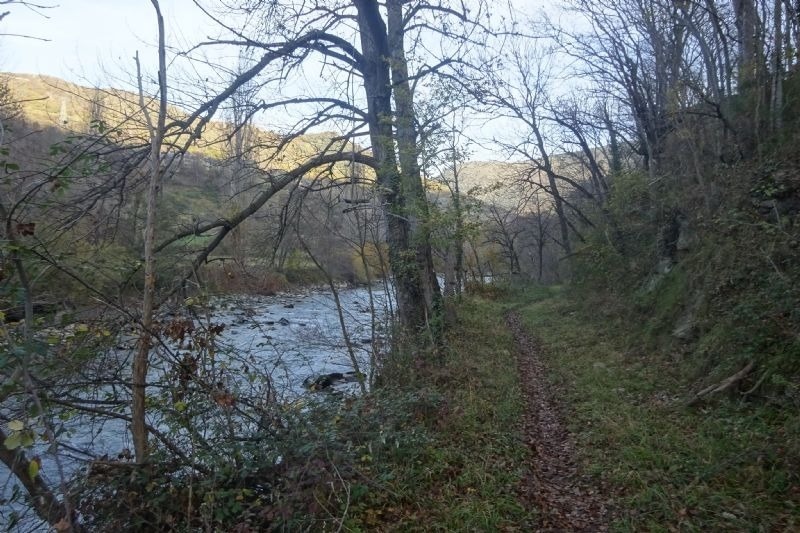 un riu a través d' un bonic bosc