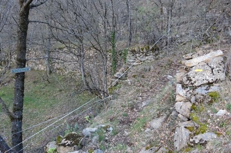 un arbre a la ladera d' un bosc amb un cartell que diu " ennvin "