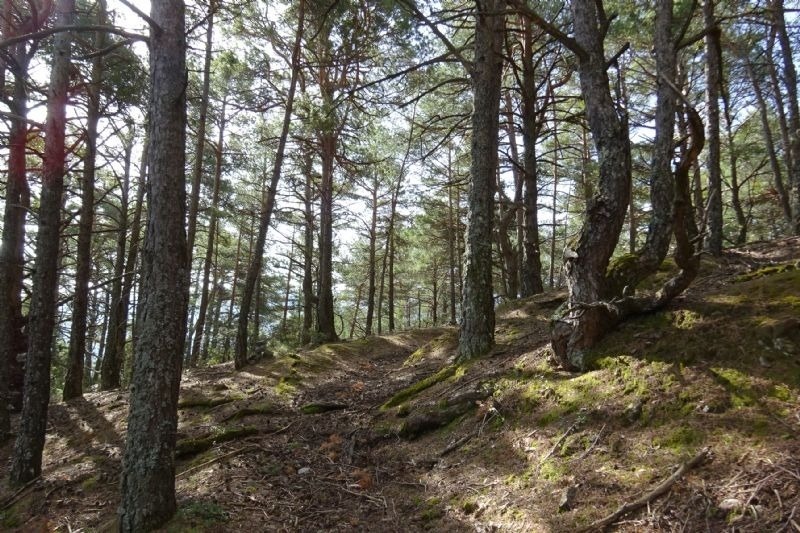 a path through a forest with trees and moss on the ground