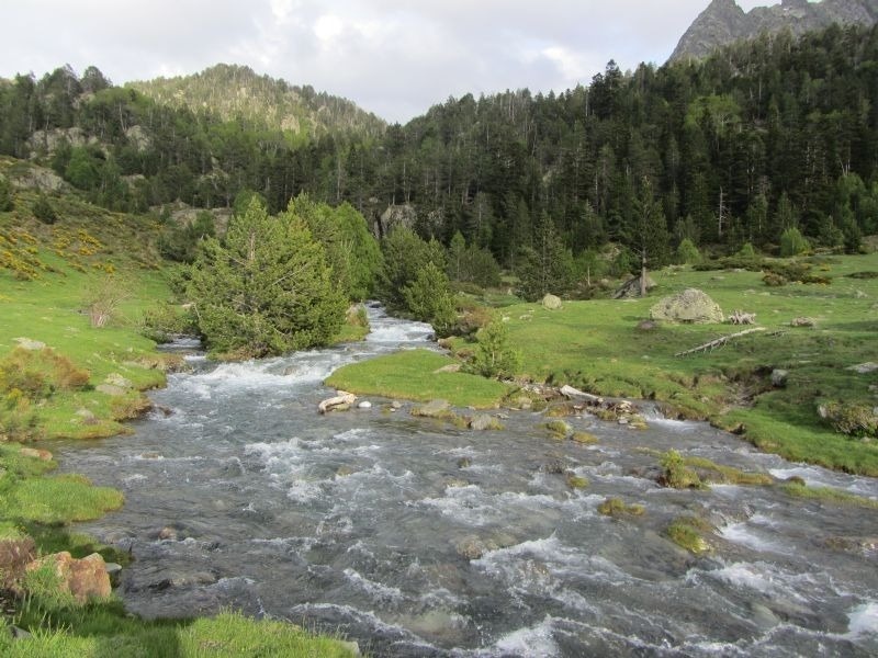 un riu flueix a través d' un bosc