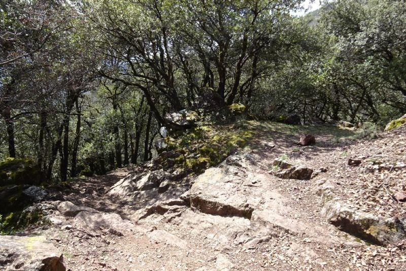 un camí de rocas a través d' un bonic bosc