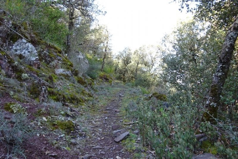un camino de tierra a través de un bosque lleno de árboles y rocas