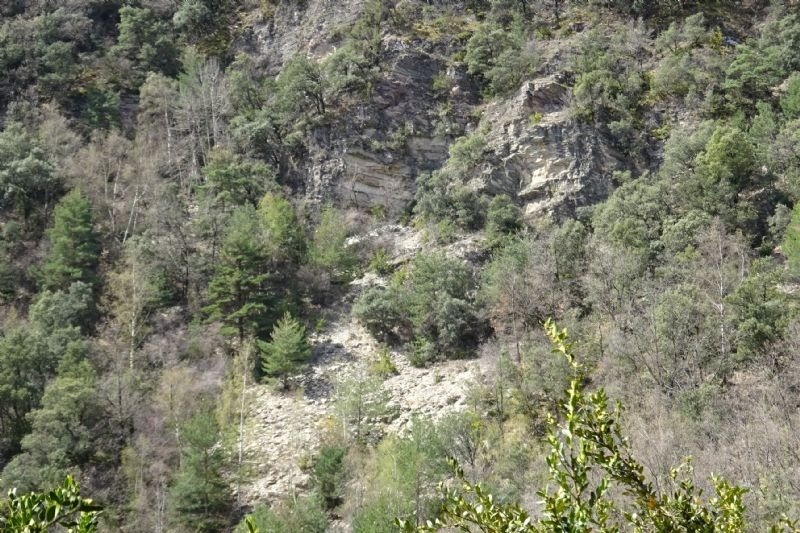 a hillside with trees and rocks on it