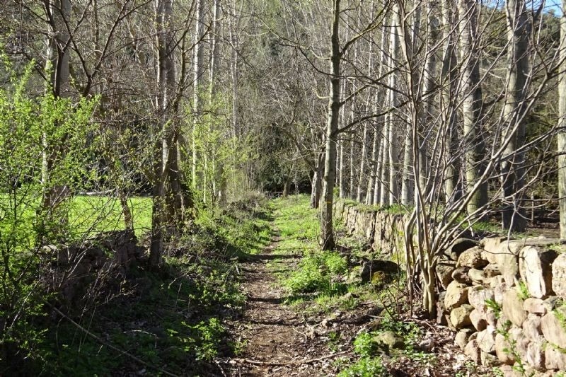 un camino a través de un bosque con árboles y una pared de piedra