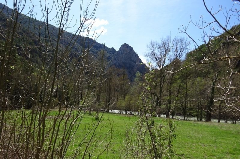 un riu flueix a través d' un paisatge d' arbres