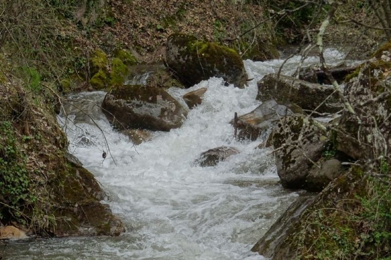 a river flowing through a lush green forest