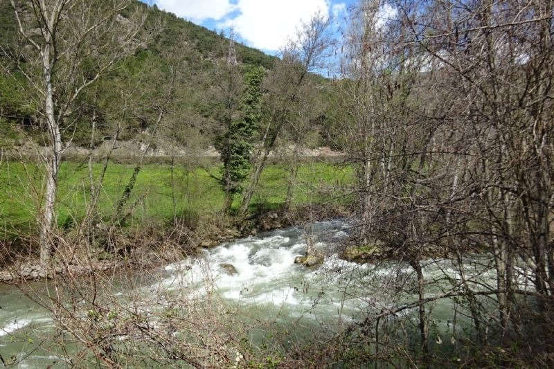 un río fluye a través de un bosque de árboles