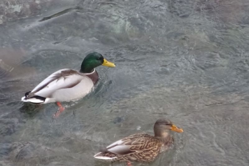 ducks swimming in a body of water one of which has a yellow beak