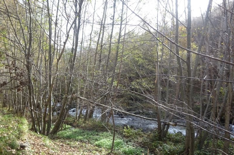 un riu flueix a través d' un bonic envoltat d' arbres