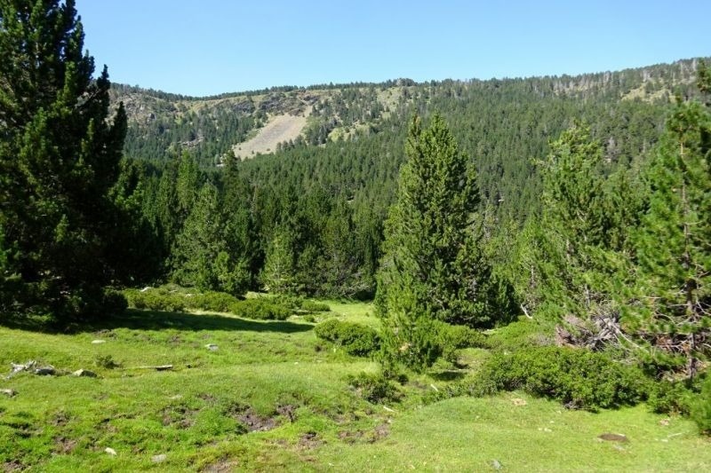 un camp d' herbe i arbres a la ladera d' una montagna