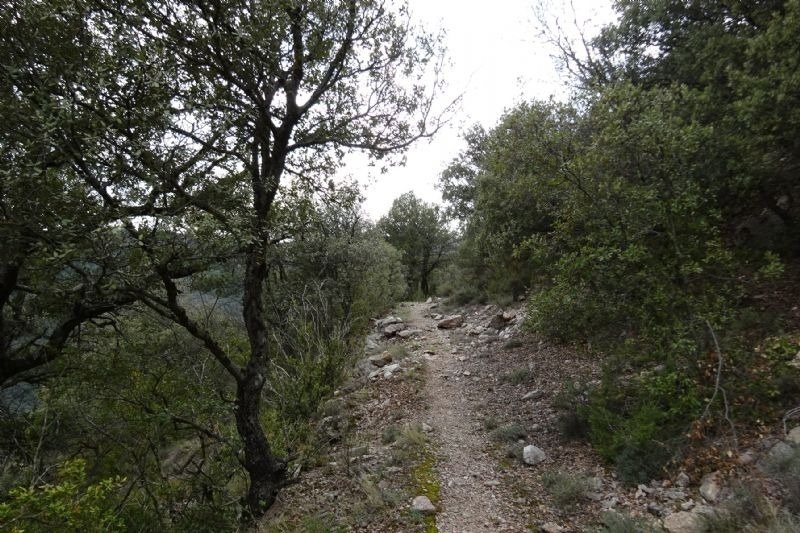 un camí a través d' un bonic entorn d' arbres i rocas