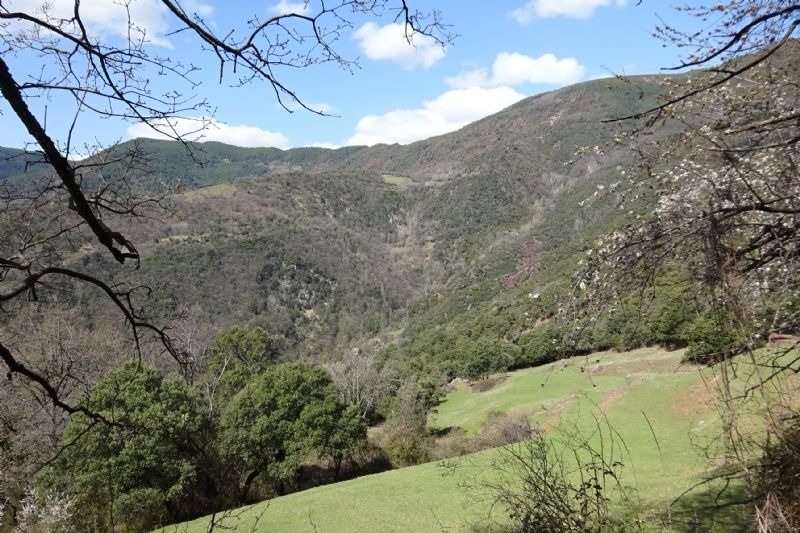 a view of a hillside with trees and grass