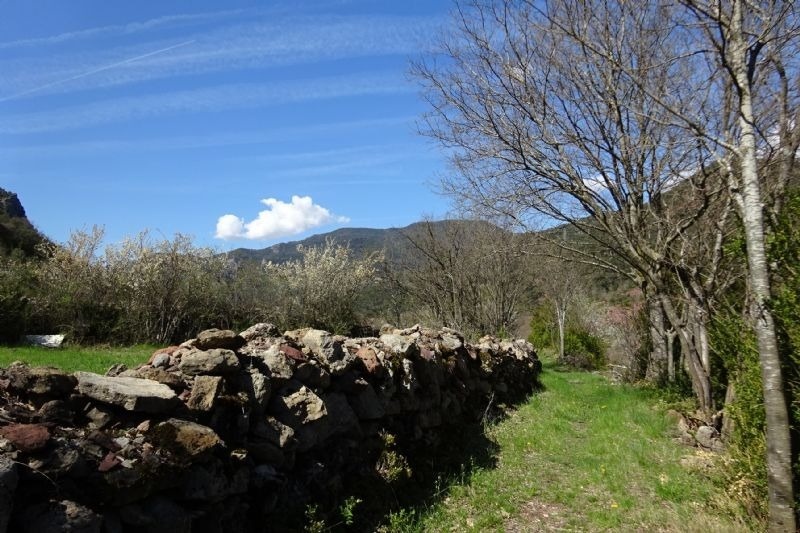 un mur de roca a l' ombra d' un arbre