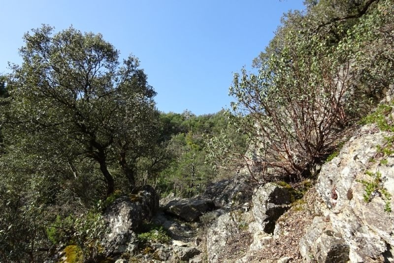 un bosc de rocas i arbres en un dia clar