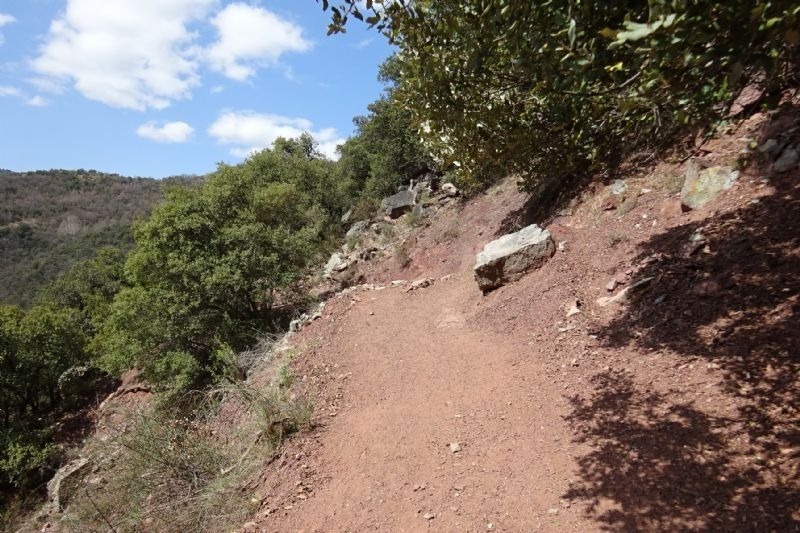 a dirt path with trees on the side of it