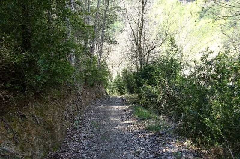 un camino de tierra a través de un bosque lleno de árboles y arbustos
