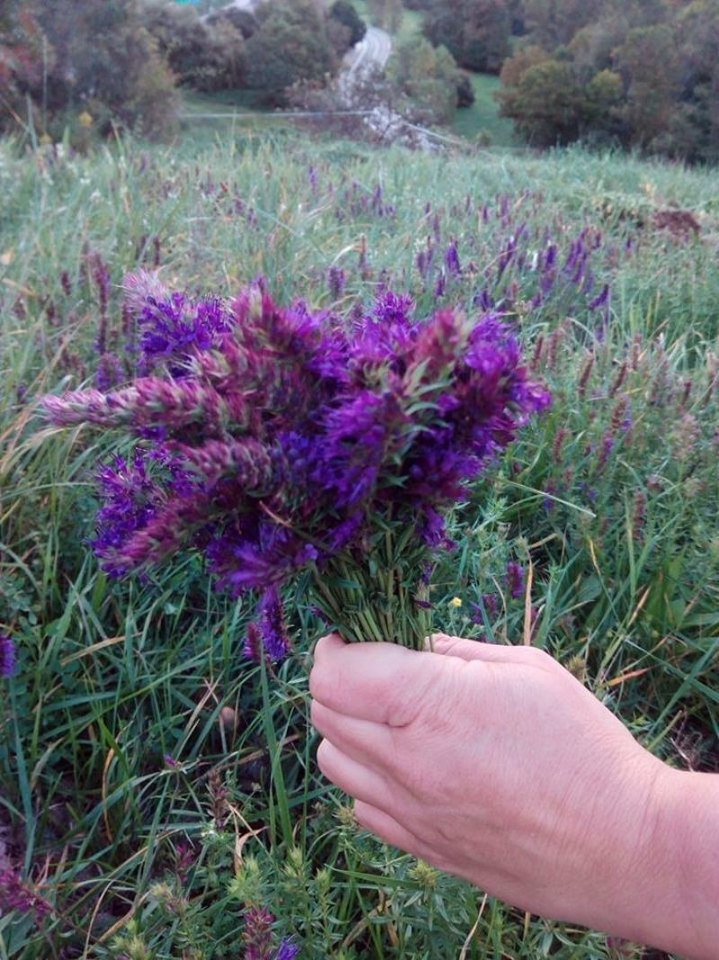 a person is holding a bunch of purple flowers in their hand