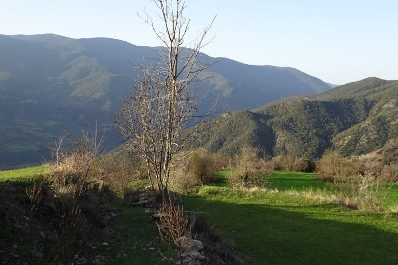 a tree in the middle of a field with mountains in the background