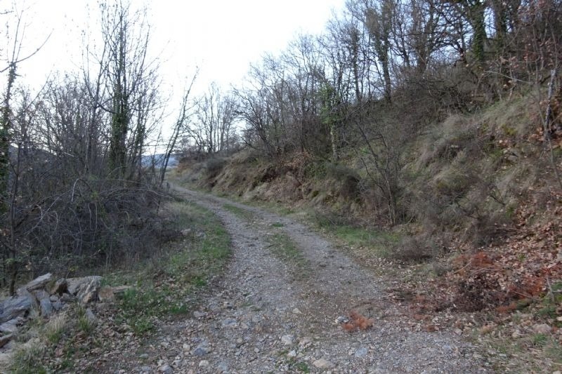 a dirt road with trees on both sides of it