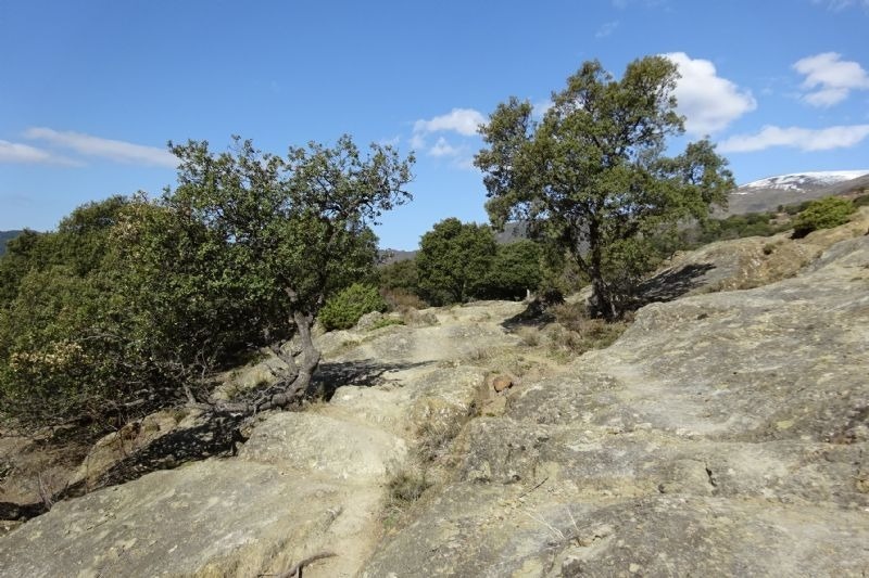 a tree on a rocky hillside with mountains in the background