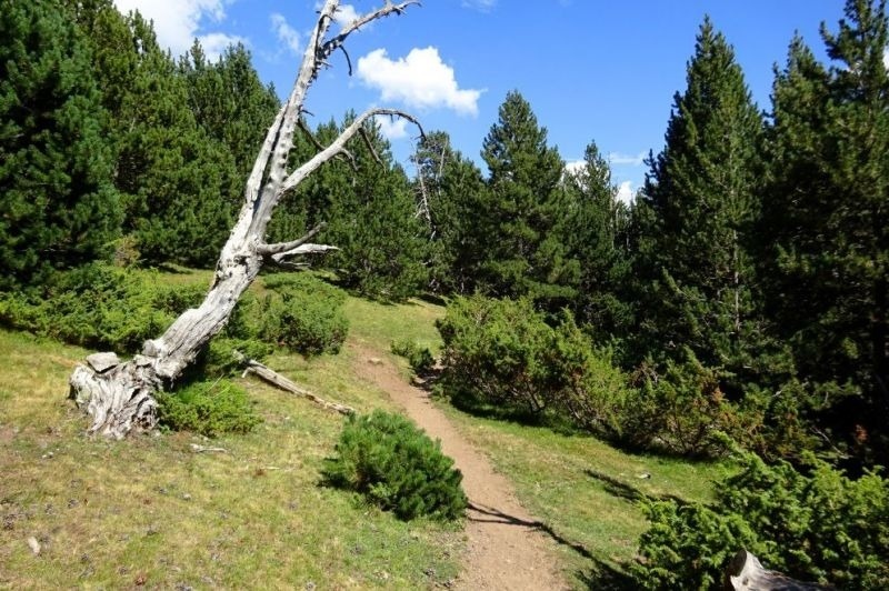 un trànsit a través d' un bonic envoltat d' arbres