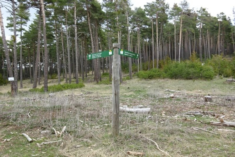 a wooden post in the middle of a forest has a sign on it